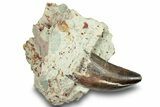 Carcharodontosaurus Tooth In Rock - Dekkar Formation, Morocco #252311-1